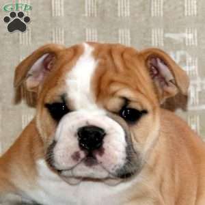 Brandi, English Bulldog Puppy