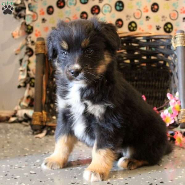 Brandon, Bernese Mountain Dog Mix Puppy