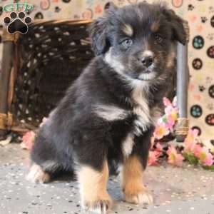 Brandon, Bernese Mountain Dog Mix Puppy