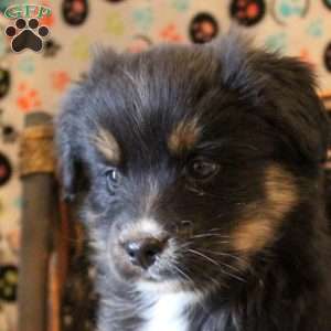 Brandon, Bernese Mountain Dog Mix Puppy