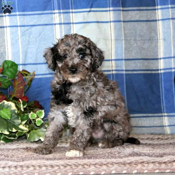 Brandy, Cockapoo Puppy