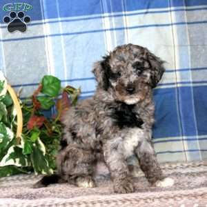 Brandy, Cockapoo Puppy