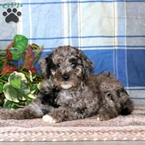 Brandy, Cockapoo Puppy