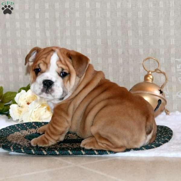 Braxton, English Bulldog Puppy