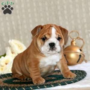 Braxton, English Bulldog Puppy