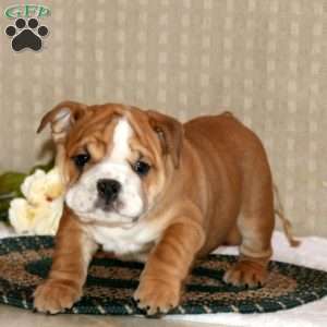 Braxton, English Bulldog Puppy