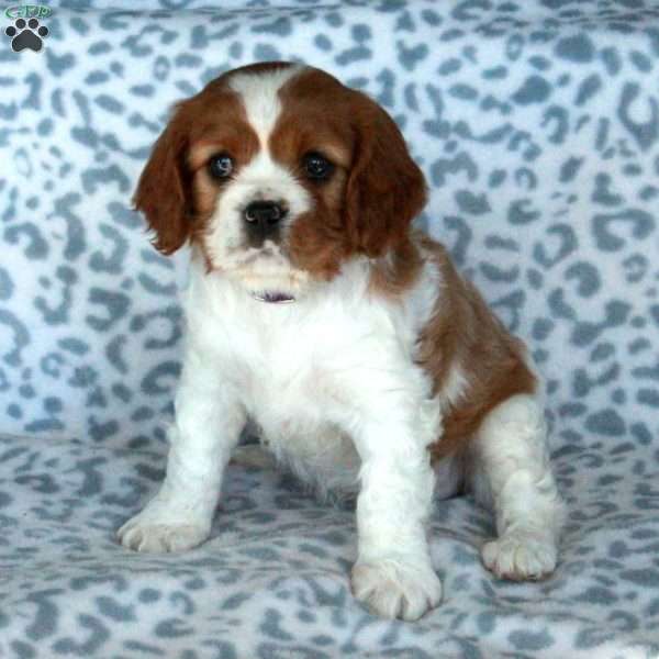 Brenda, Cavalier King Charles Spaniel Puppy