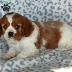 Brenda, Cavalier King Charles Spaniel Puppy