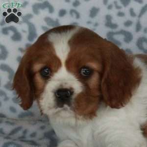 Brenda, Cavalier King Charles Spaniel Puppy