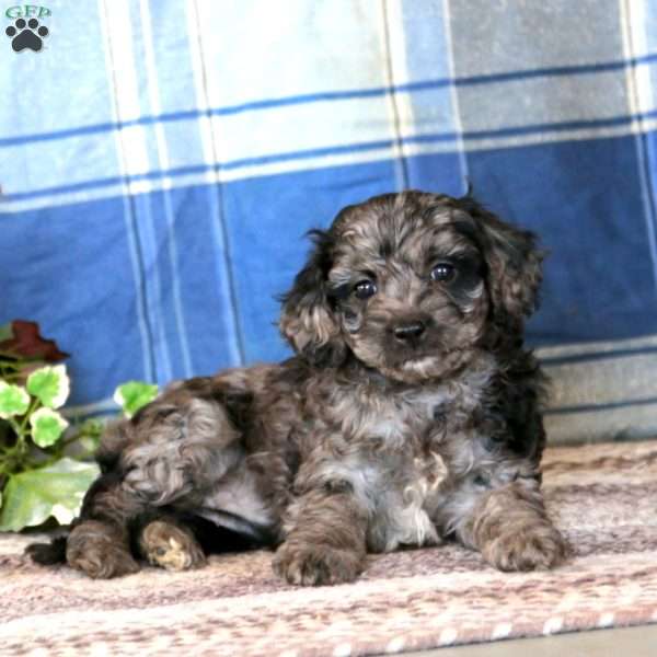 Brenda, Cockapoo Puppy