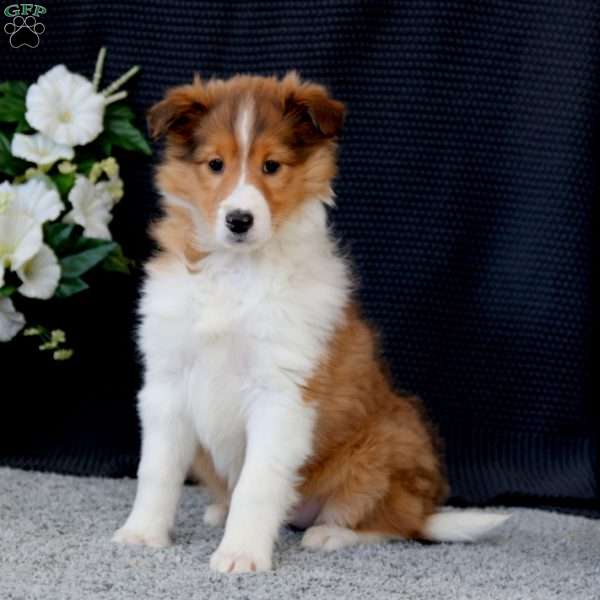 Brenda, Sheltie Puppy