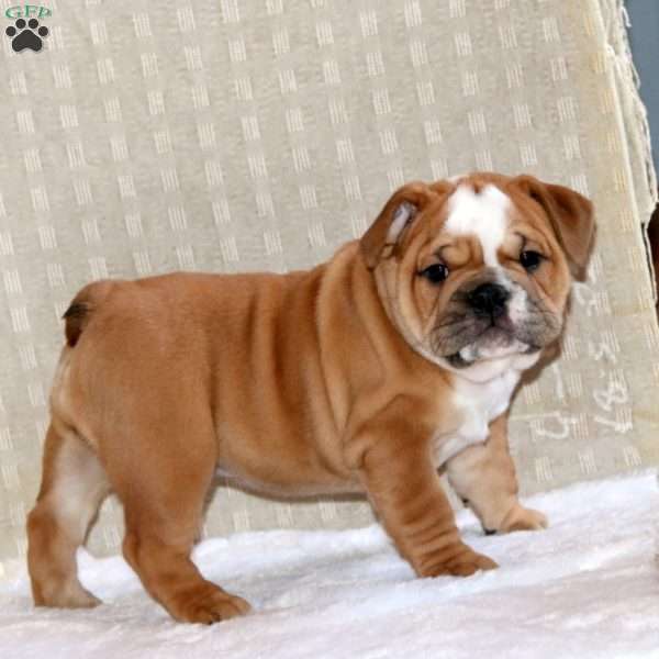 Brenda, English Bulldog Puppy