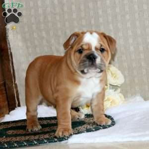 Brenda, English Bulldog Puppy