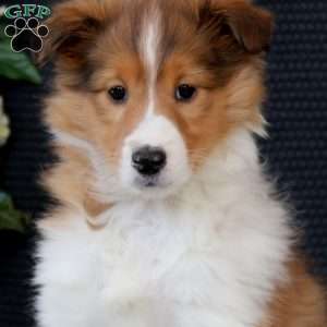 Brenda, Sheltie Puppy