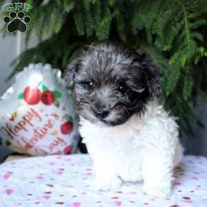 Brenda-F1B, Havapoo Puppy