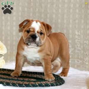 Brenda, English Bulldog Puppy