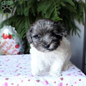 Brenda-F1B, Havapoo Puppy