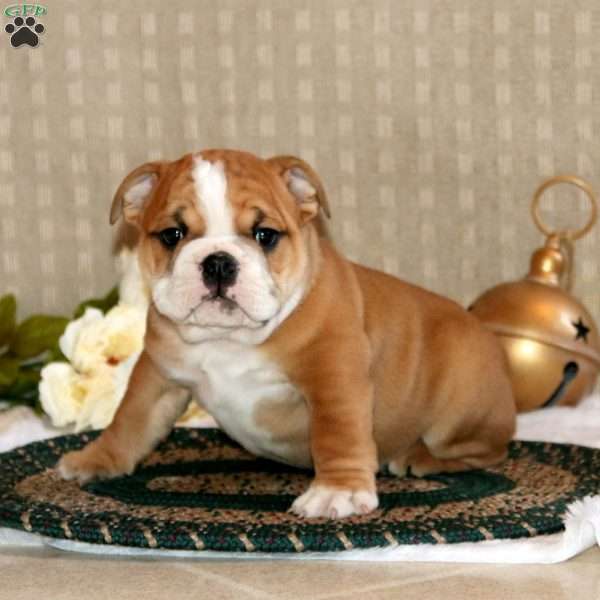 Brenton, English Bulldog Puppy