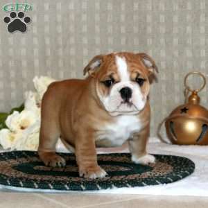 Brenton, English Bulldog Puppy