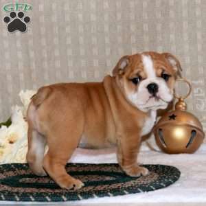 Brenton, English Bulldog Puppy