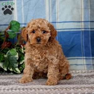 Brian, Cockapoo Puppy