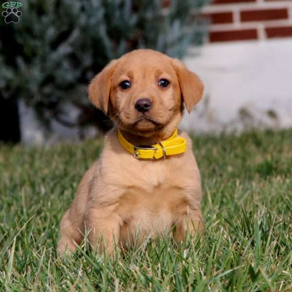 Brianna, Fox Red Labrador Retriever Puppy