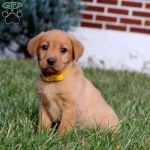 Brianna, Fox Red Labrador Retriever Puppy