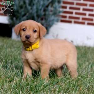 Brianna, Fox Red Labrador Retriever Puppy