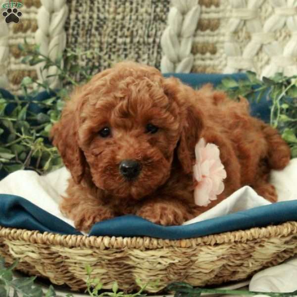 Bridget, Miniature Poodle Puppy