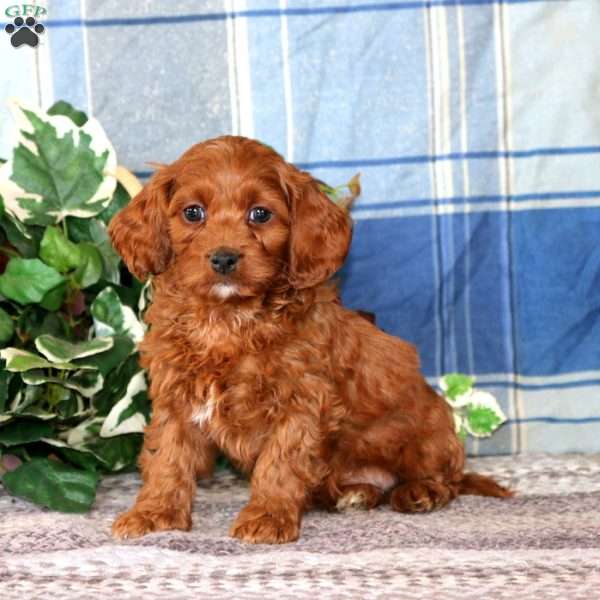 Brie, Cockapoo Puppy