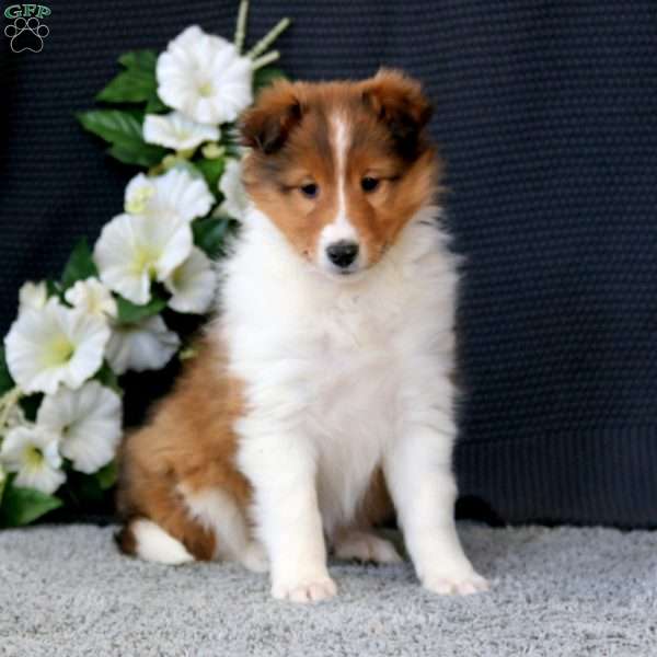 Brie, Sheltie Puppy