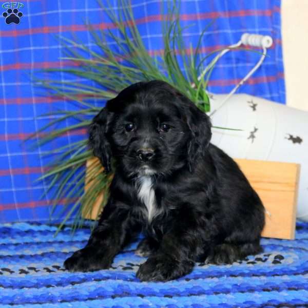 Brie, Cocker Spaniel Puppy