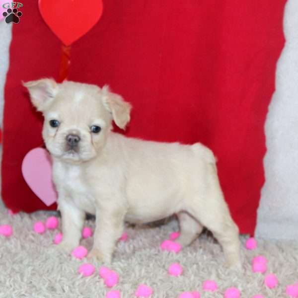 Brie-Fluffy, French Bulldog Puppy