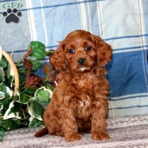 Brie, Cockapoo Puppy