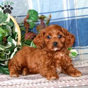 Brie, Cockapoo Puppy