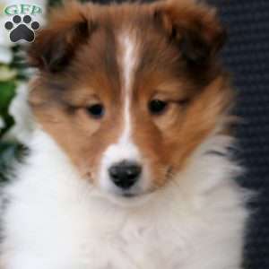 Brie, Sheltie Puppy