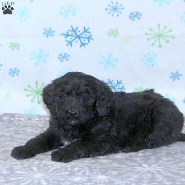 Brody, Bernese Mountain Dog Mix Puppy