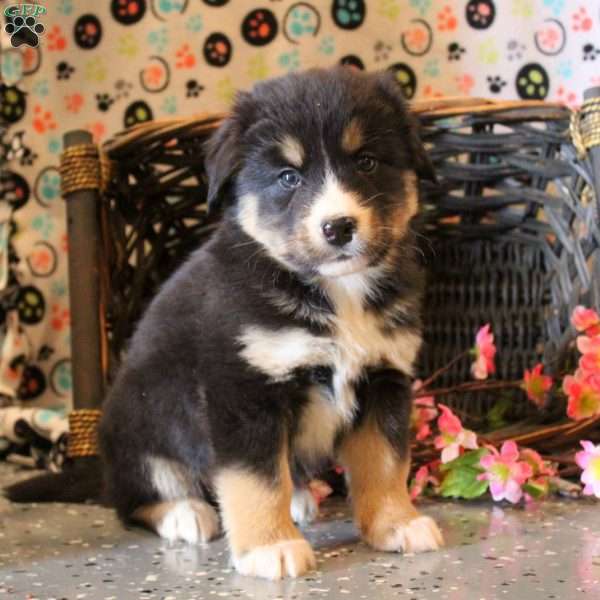 Brody, Bernese Mountain Dog Mix Puppy