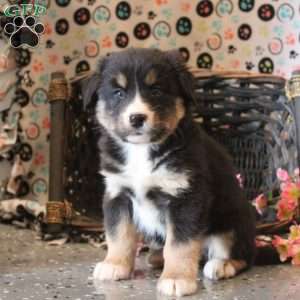 Brody, Bernese Mountain Dog Mix Puppy