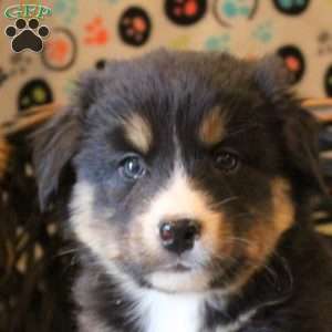 Brody, Bernese Mountain Dog Mix Puppy