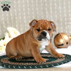 Bronson, English Bulldog Puppy