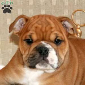 Bronson, English Bulldog Puppy