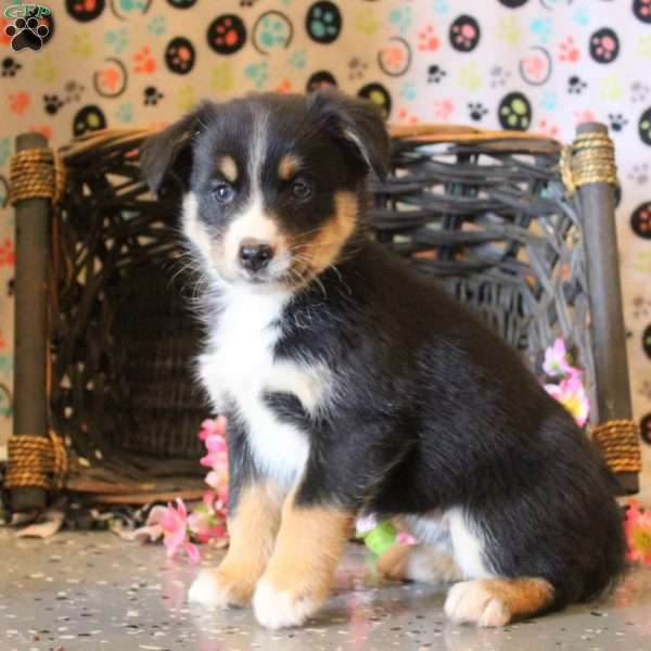 Brooke, Bernese Mountain Dog Mix Puppy