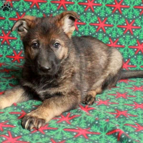 Brooke, German Shepherd Puppy