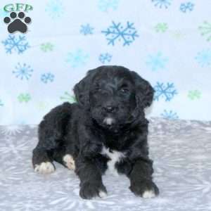 Brooke, Bernese Mountain Dog Mix Puppy