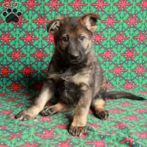 Brooke, German Shepherd Puppy