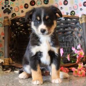 Brooke, Bernese Mountain Dog Mix Puppy