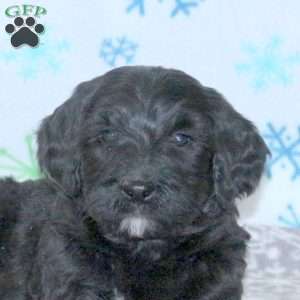 Brooke, Bernese Mountain Dog Mix Puppy