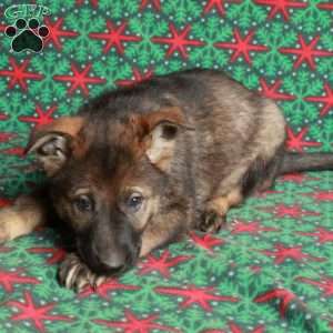 Brooke, German Shepherd Puppy