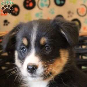 Brooke, Bernese Mountain Dog Mix Puppy